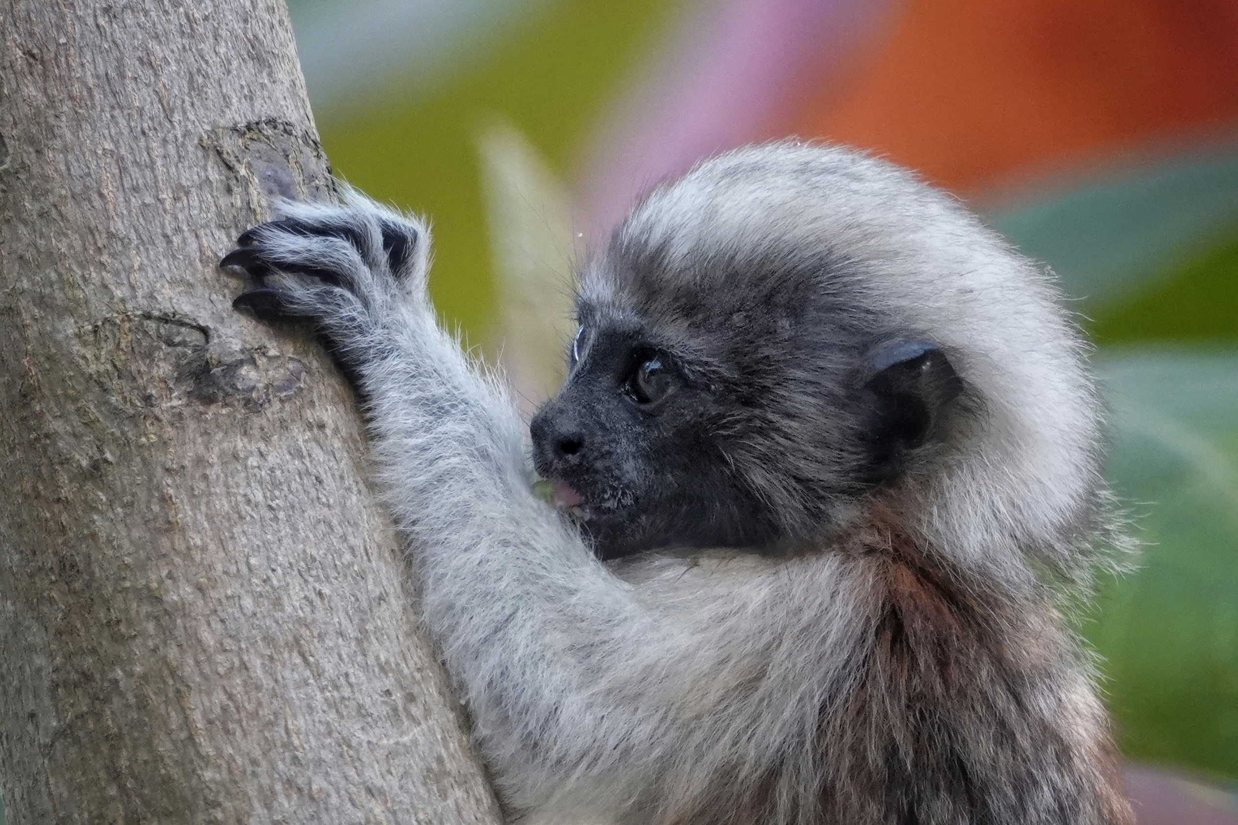 Petit singe